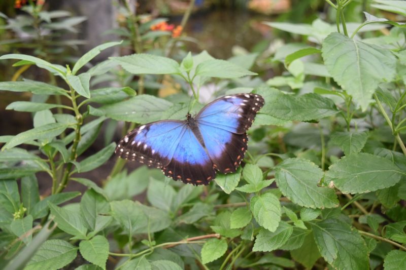 Family Day Out -The Butterfly Farm and Stratford-upon-Avon