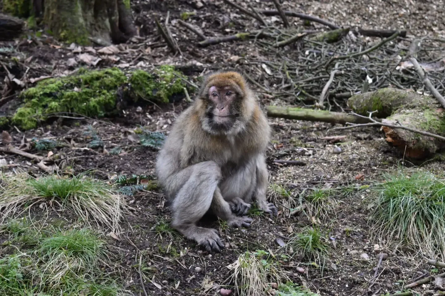 Trentham Monkey Forest review in Staffordshire 