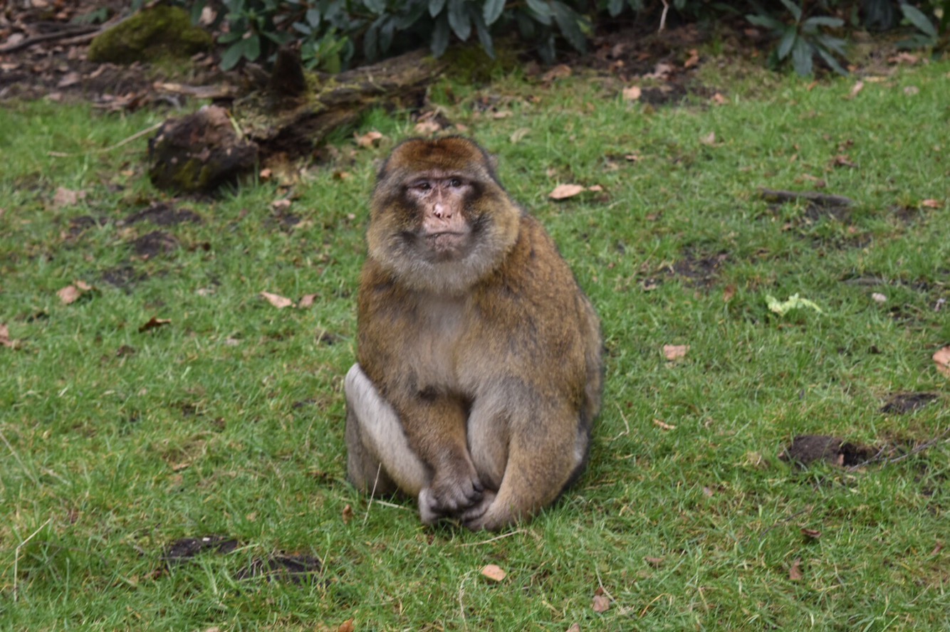 Trentham Monkey Forest Staffordshire review