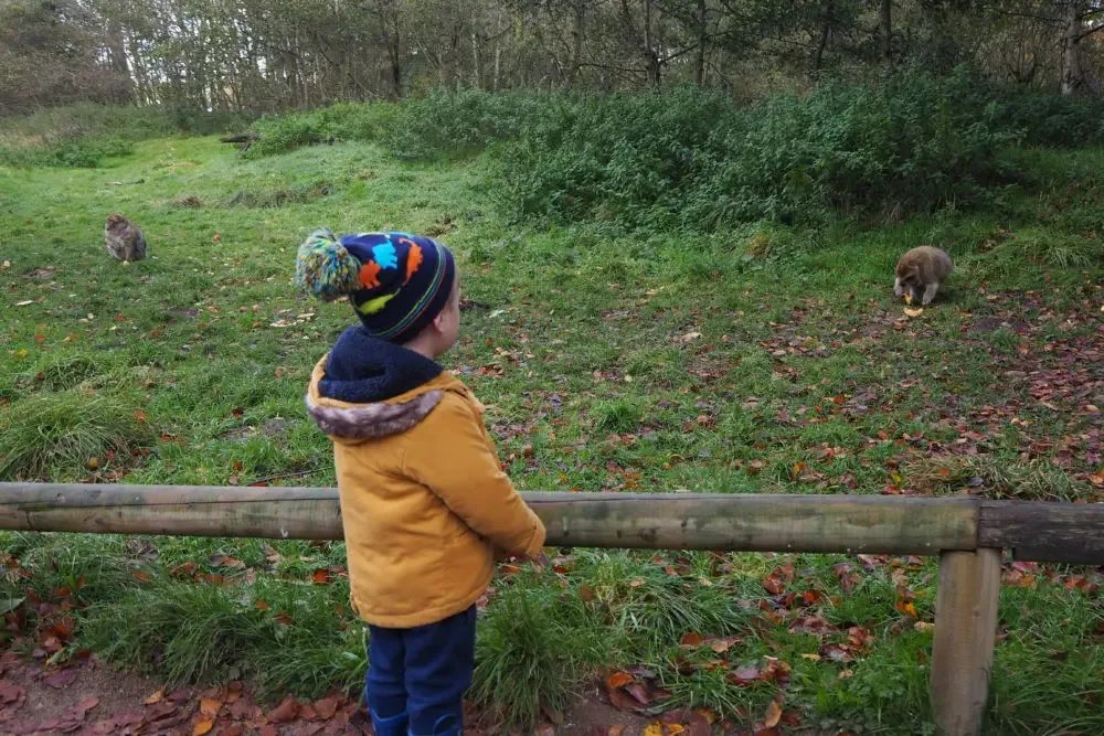 10 tips for visiting Trentham Monkey Forest with kids I Stoke on Trent