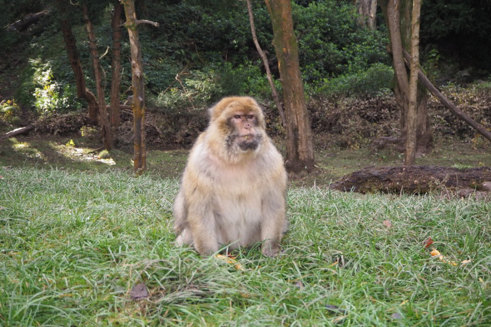 Tips for visiting Trentham Monkey Forest