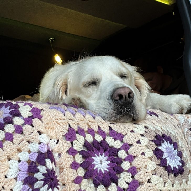 dog friendly campsites