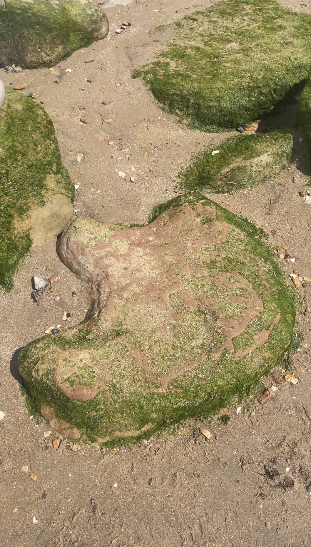Where to find dinosaur footprints Compton Bay