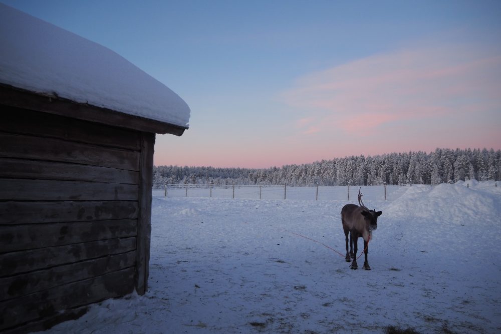 10 BEST things to do in Lapland with kids including visiting a reindeer farm