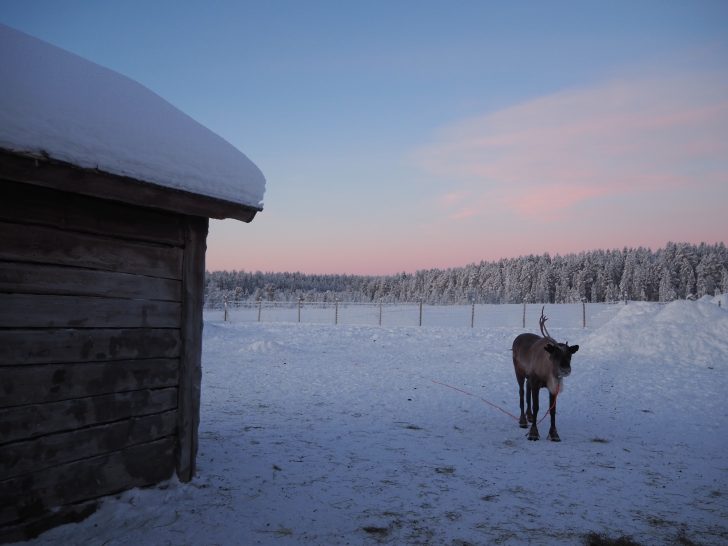10 BEST things to do in Lapland with kids