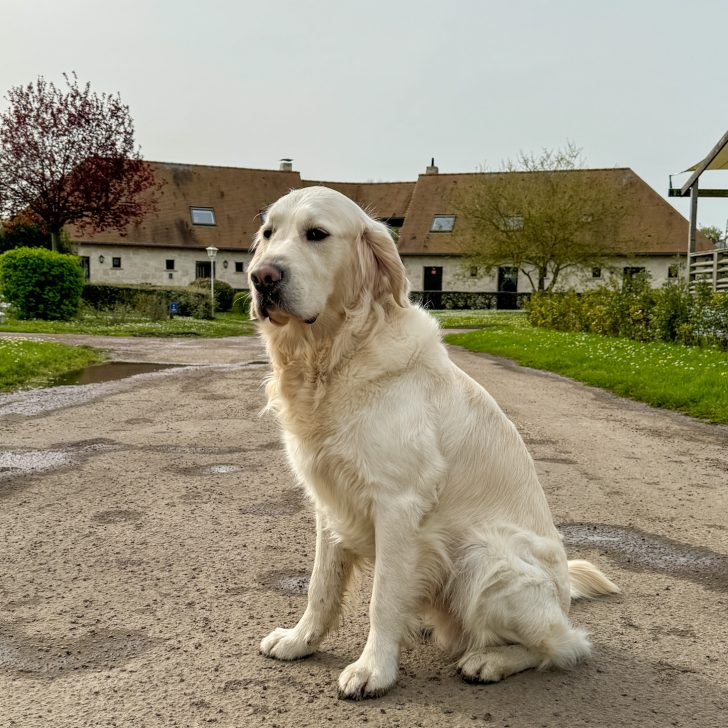 Eurocamp in France with a dog